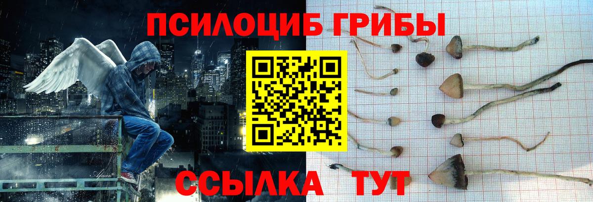 Псилоцибиновые грибы Psilocybe Апатиты